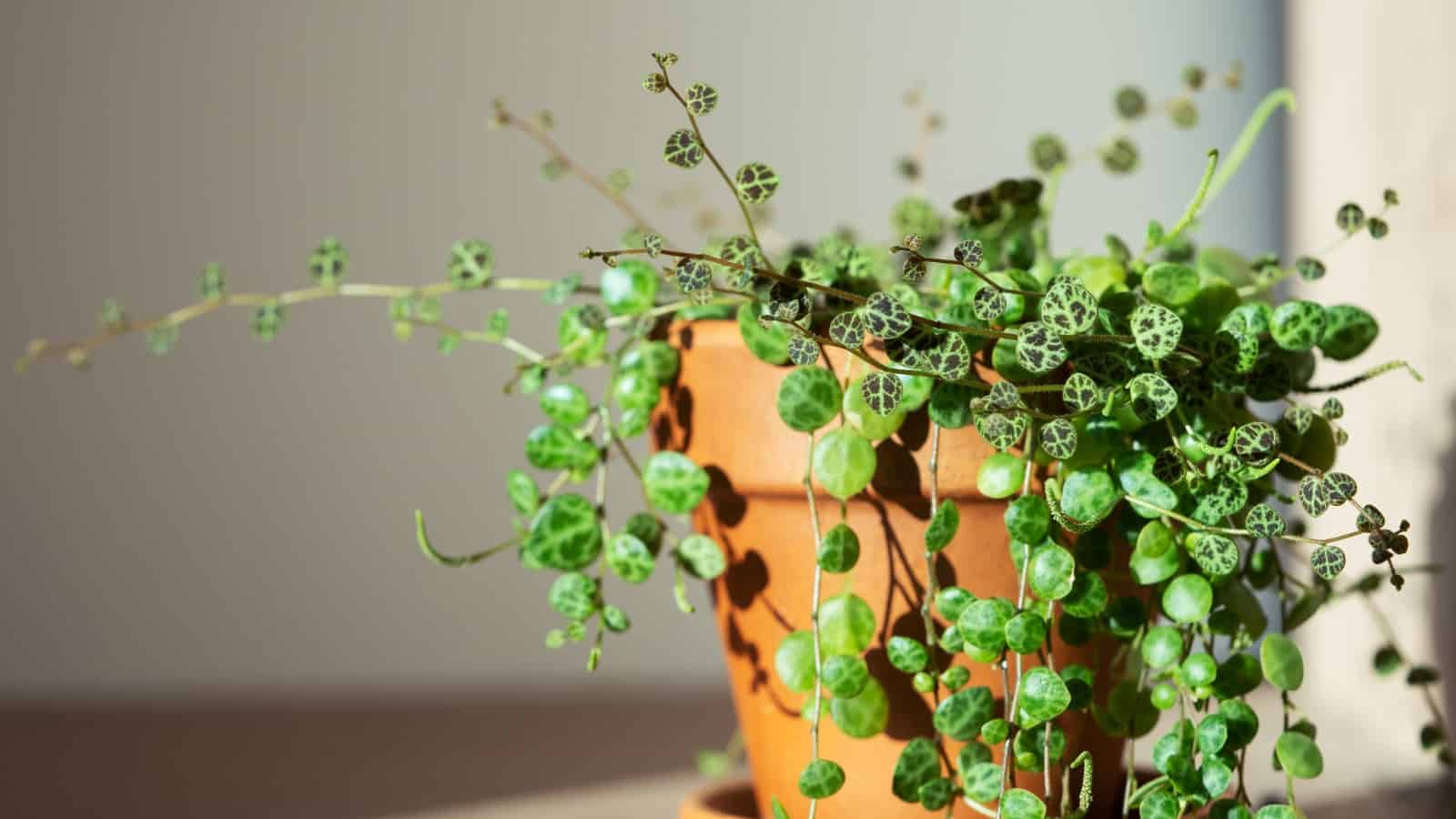 String of Turtles plant